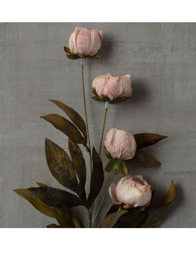 Ashland tan peony stems